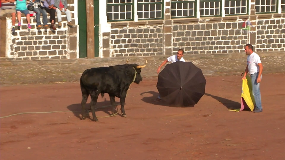 Valor da Tourada à Corda na economia da ilha Terceira - Terceira Dimensão 181