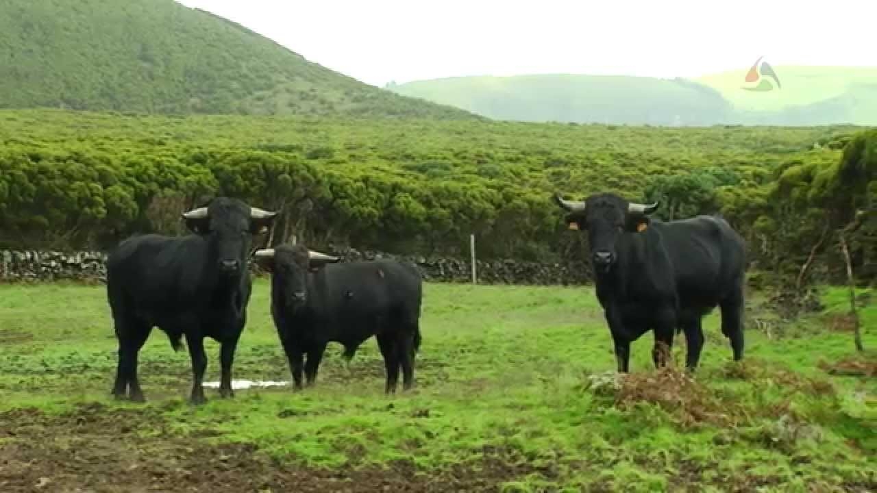 Ganadaria João Gaspar