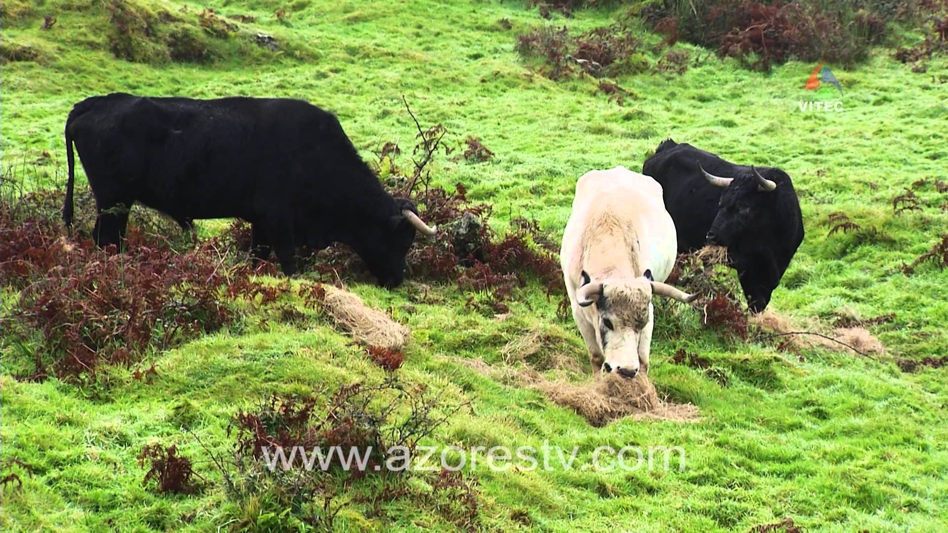 Ganadarias da Ilha Terceira - Terceira Dimensão 185