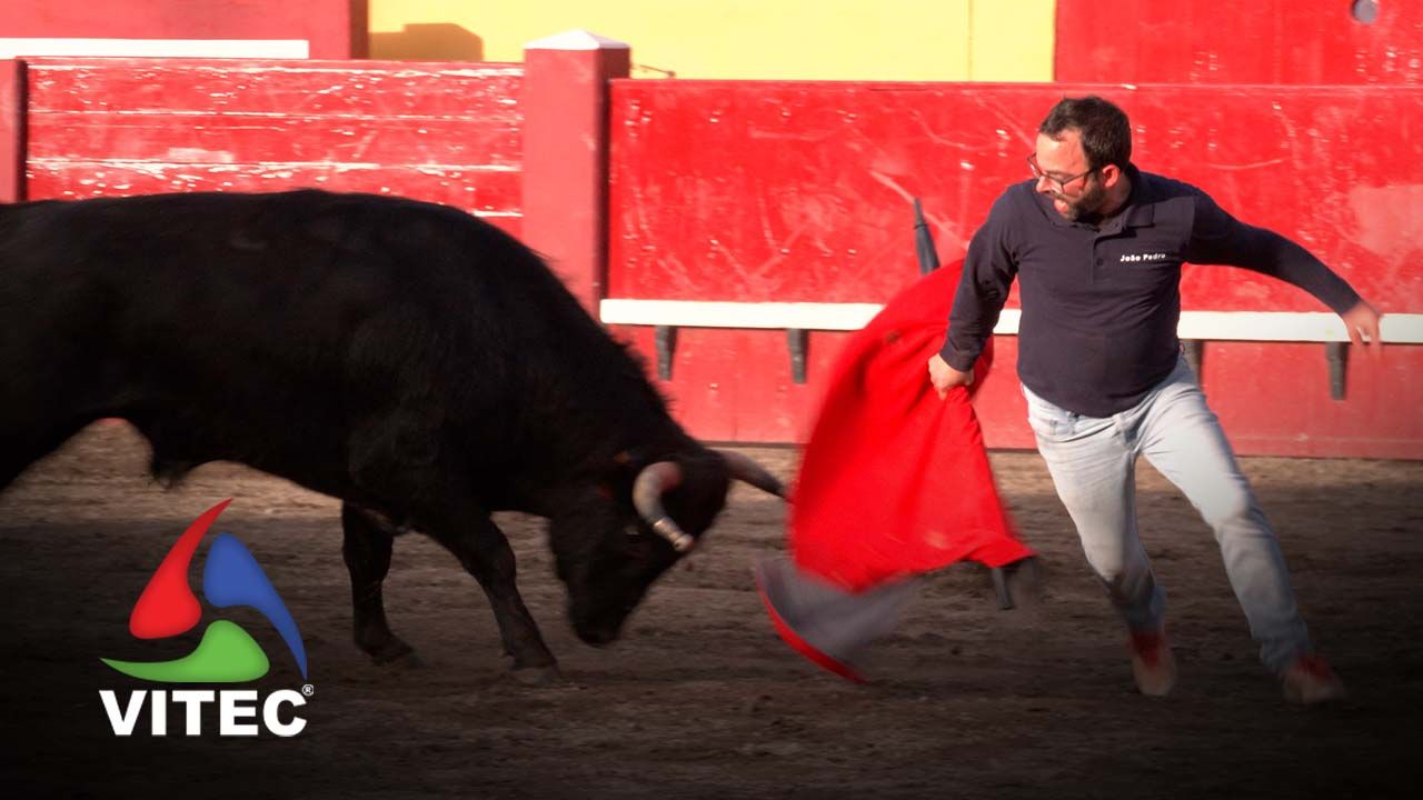 Demonstração de capinhas e recortadores a encerrar o Arraial Taurino