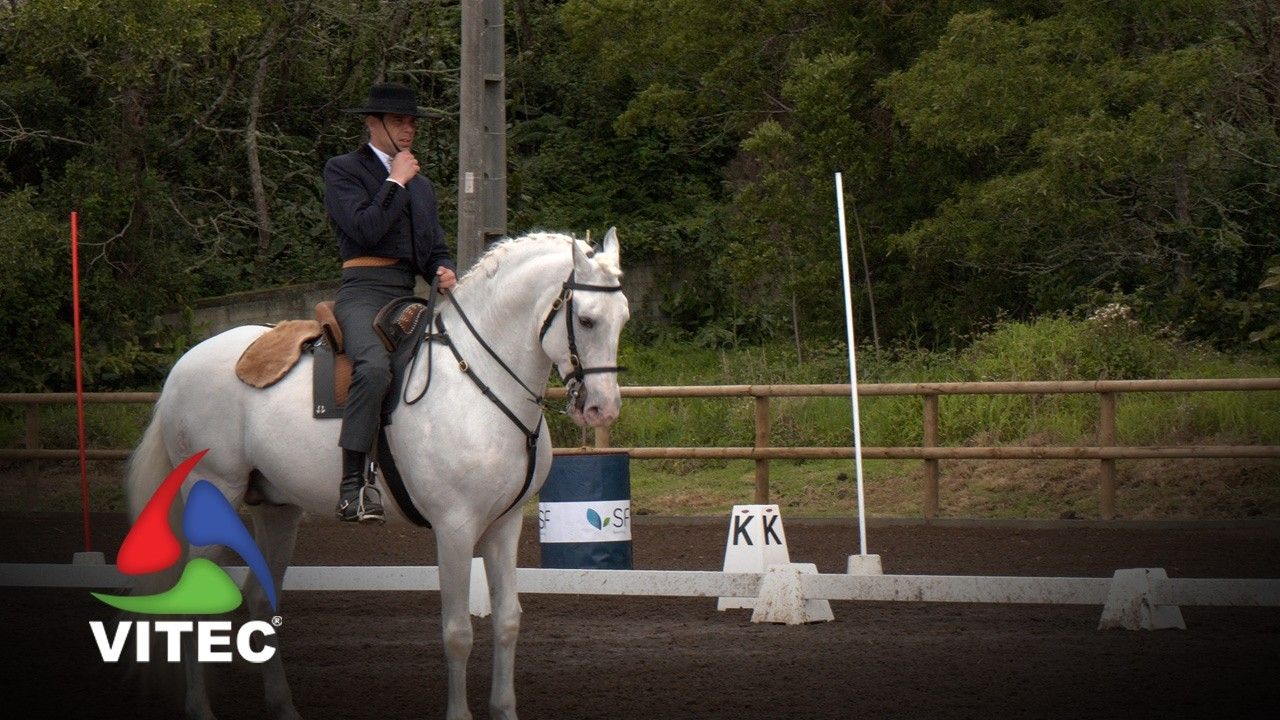 Associação Açoreana de Criadores de Cavalos com clínica de reprodução equina