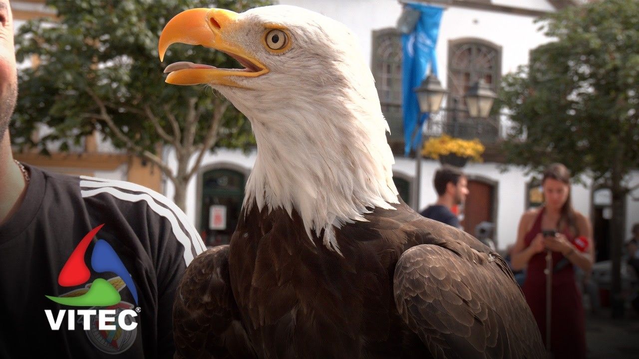 Águia do Benfica regressa às Sanjoaninas