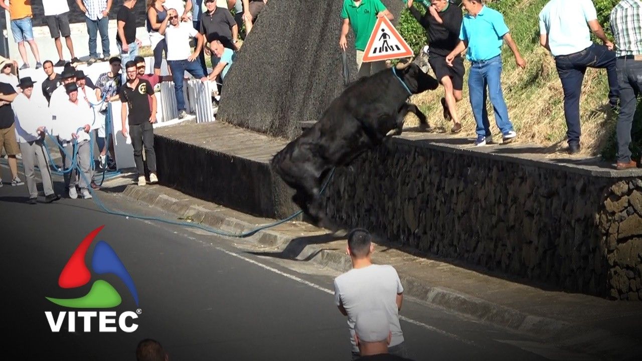 Tourada na Vila Nova a 30 de junho