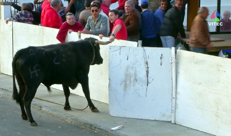 Tourada à Corda das Fontinhas 2015